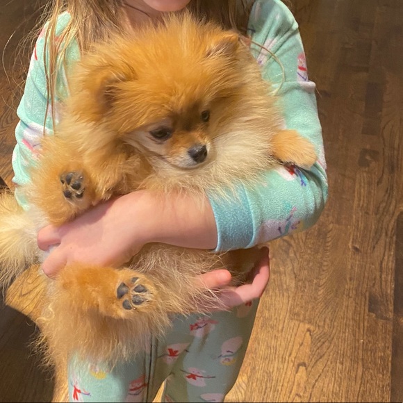 Meet your Posher, Grace - Picture 1 of 1